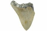 Bargain, Fossil Megalodon Tooth - Serrated Blade #295464-1